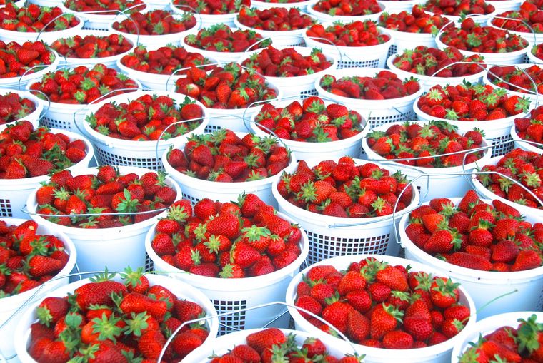Franklin Farmers Market Strawberry Festival in downtown Franklin, TN, enjoy shopping for produce, crafts, baked goods, dairy items, meats and much more!
