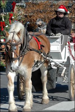 Horse and Buggy at Dickens of a Christmas festival in downtown Franklin, TN.