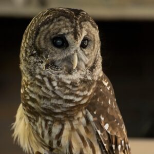 Owl's Hill Nature Sanctuary Brentwood, Tennessee_Owl