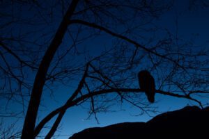 Bird at night, night hikes in Brentwood, TN at Owl's Hill Nature Sanctuary.