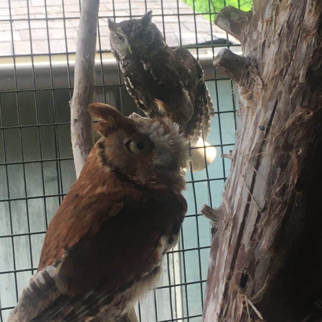 Owl Day, family events in Brentwood, TN at Owl's Hill Nature Sanctuary.