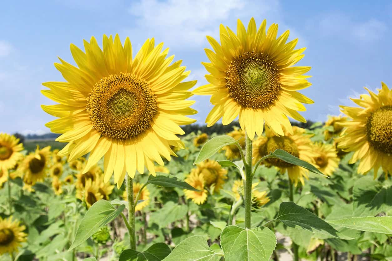 Date night ideas in Williamson County, TN, Picnic Date Night: Sunflower UPick and Charcuterie in Nolensville, TN at Menkveld Farm.