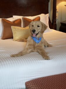 Dog-Friendly Hotel Franklin
