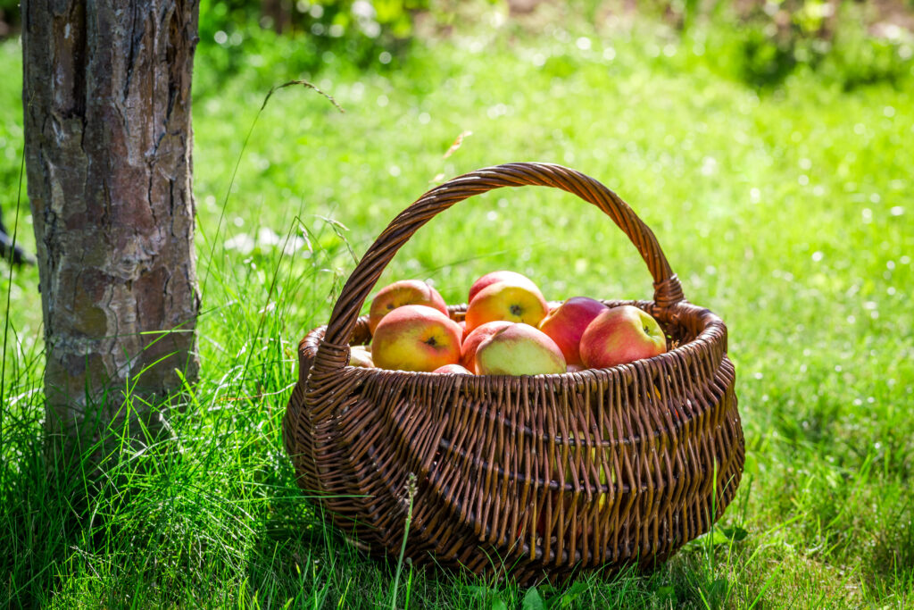 Morning Glory Orchard Nolensville, TN_Apples in a Basket.