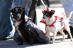 Pet costumes, PumpkinFest downtown Franklin, TN festival with kids activities, live entertainment, family fun for all ages, pet and family costume contests, and more!