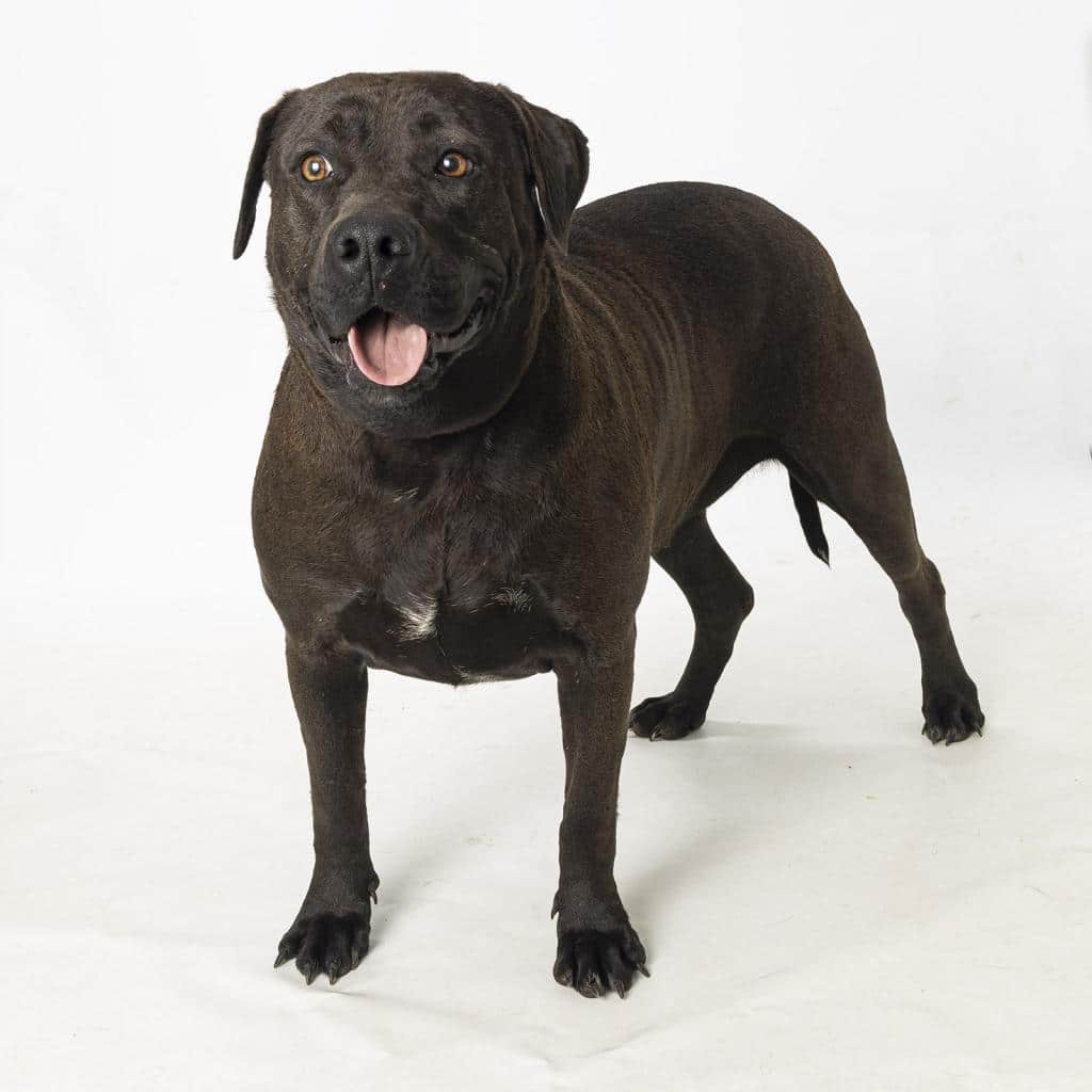 Natalie, Williamson County Animal Center (WCAC) pet up for adoptions - Pet of the Week.