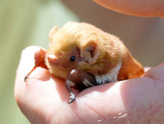 Red and white bat in hand, Brentwood, TN event Batty for Bats at Owl's Hill Nature Sanctuary.