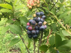 Blueberries to Pick Leiper's Fork