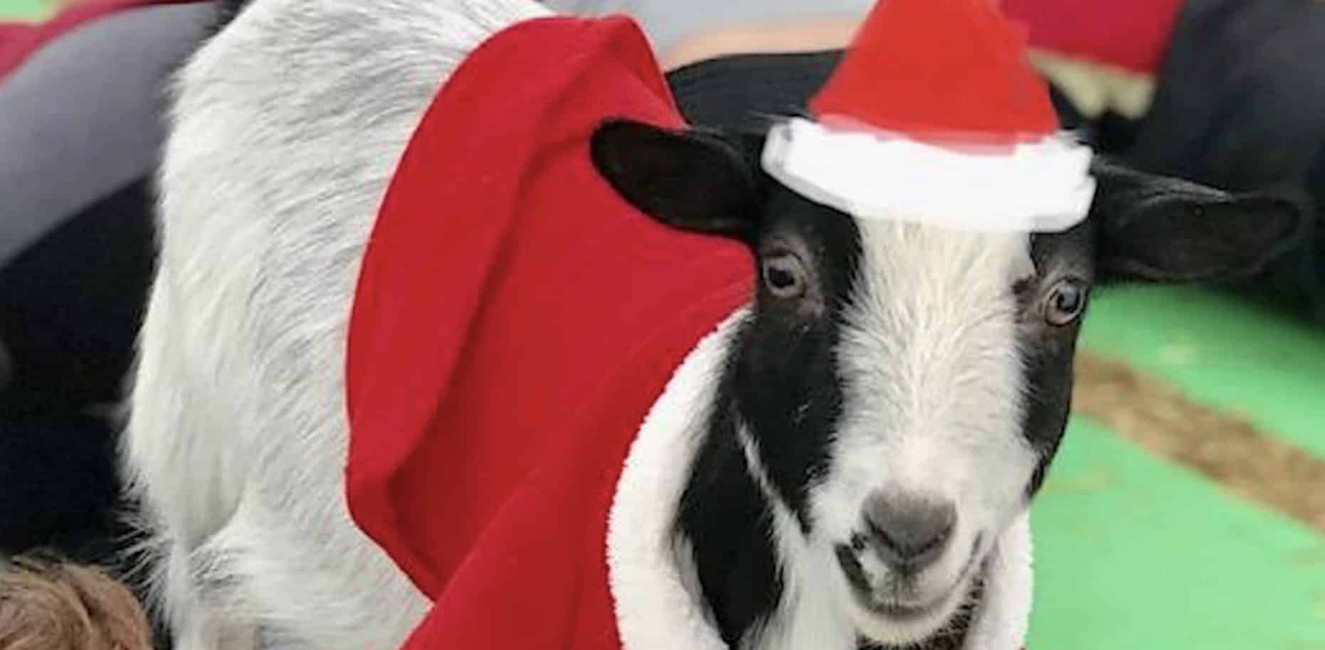 Goat Yoga Nashville- Happy Holiday's Class in Nolensville.
