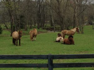 Horses Leipers Fork