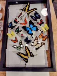 Factory at Franklin Holiday Gift Guide-Nature's Art Butterflies