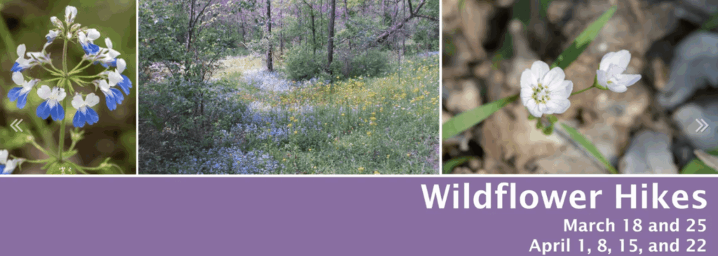 Wildflower Hikes Brentwood, TN_Owls Hill