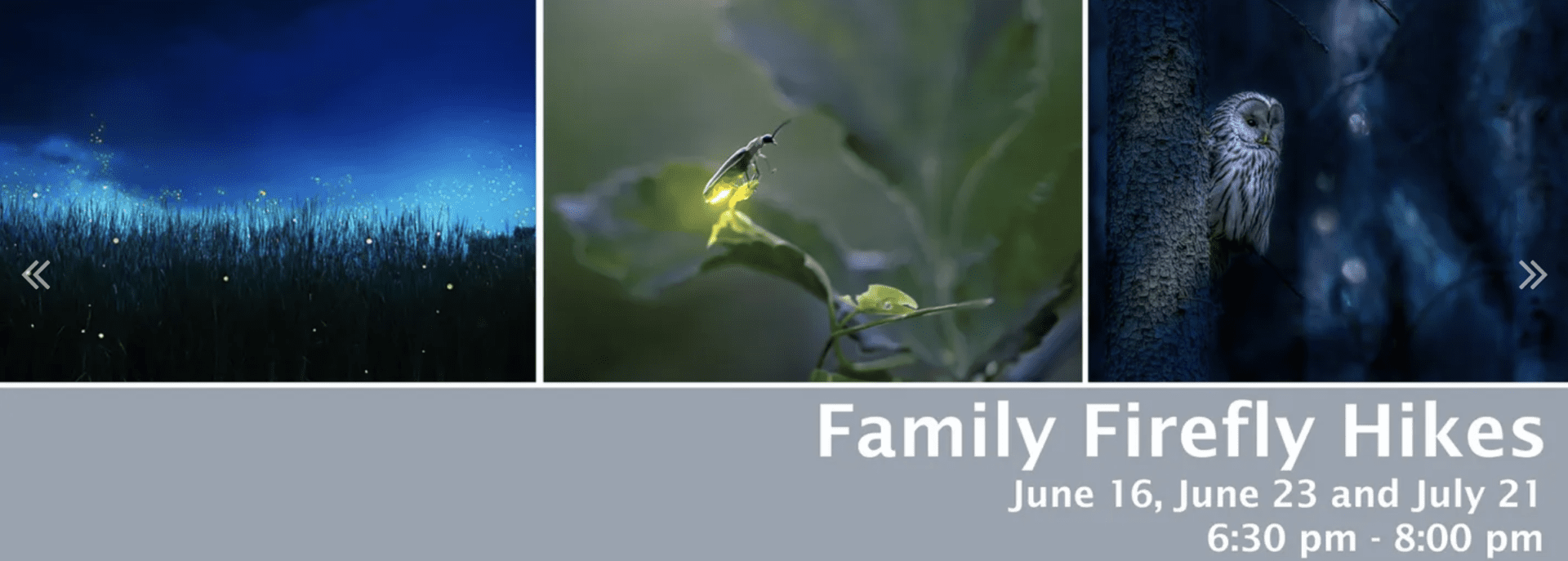 Family Firefly Hikes, Brentwood, TN family activities at Owl's Hill.