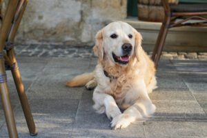 Dog-Friendly-Restaurant-Patio-Franklin-Tennessee