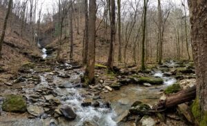 Forest and Waters on Hidden Springs Property by Kristen Hanratty