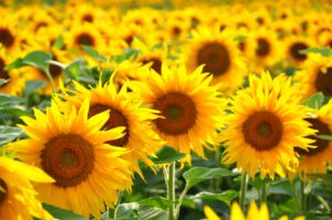 Sunflowers, enjoy fun summer events in Franklin and Williamson County, TN!