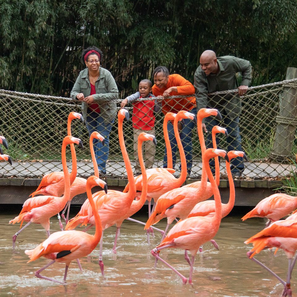 Nashville Zoo_Flamingos