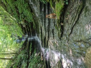 Waterfall on Hidden Springs property by Kristen Hanratty.