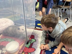 In April 2023, Frodo made his debut at Nashville's Sylvan Park Elementary School, helping teach a kindergarten class about North America's only native marsupial.