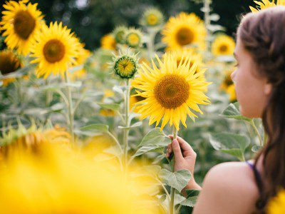 Middle Tennessee Sunflower Festival & You-Pick Experience.