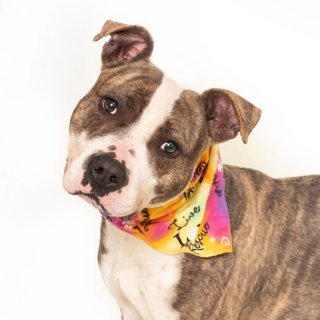 Seven-year old Diamond is a happy and active girl that would love to accompany you on long walks, visit Diamond and all the other adorable adoptables at Williamson County Animal Center!