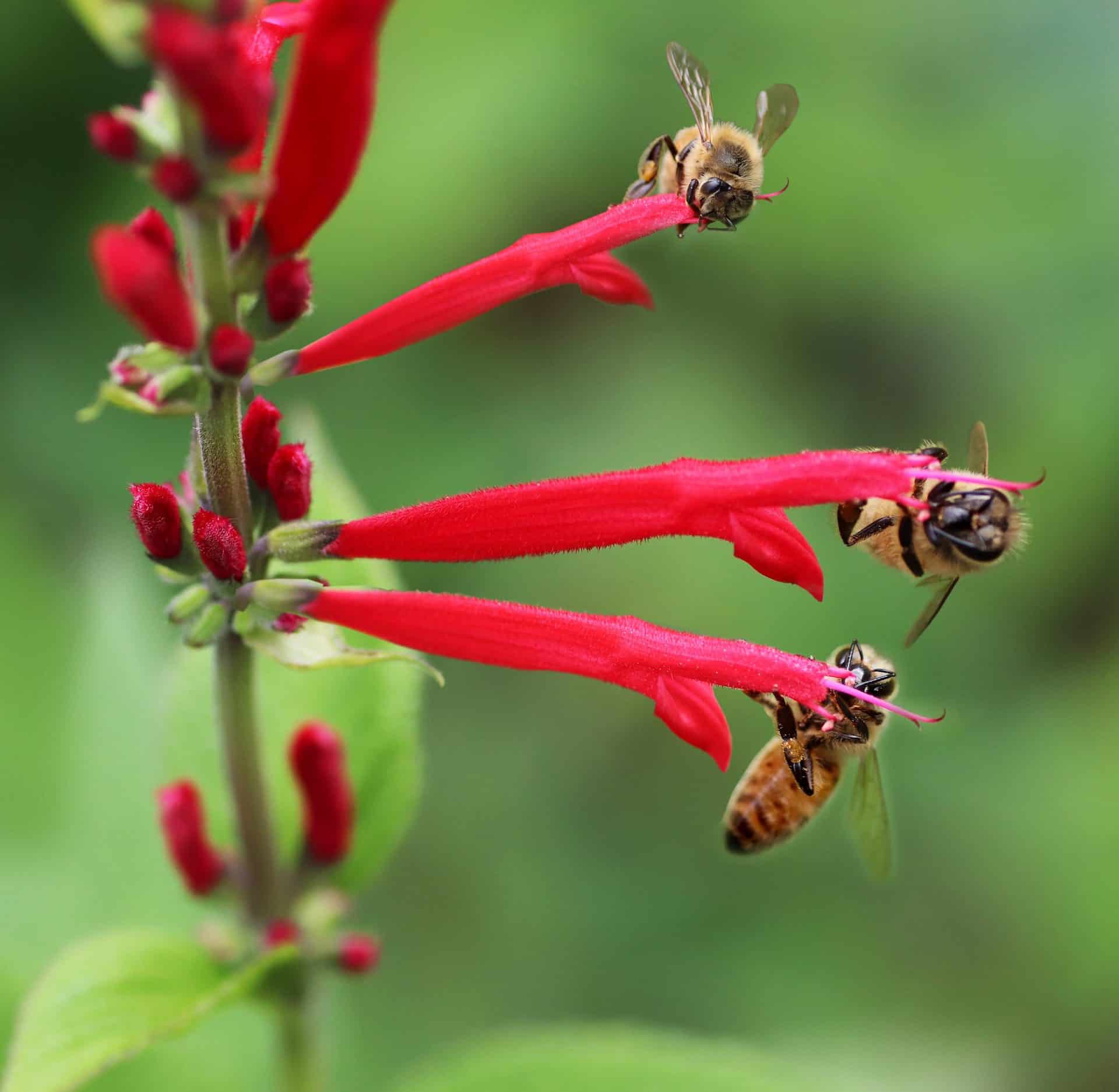 bees-red-salvia-july