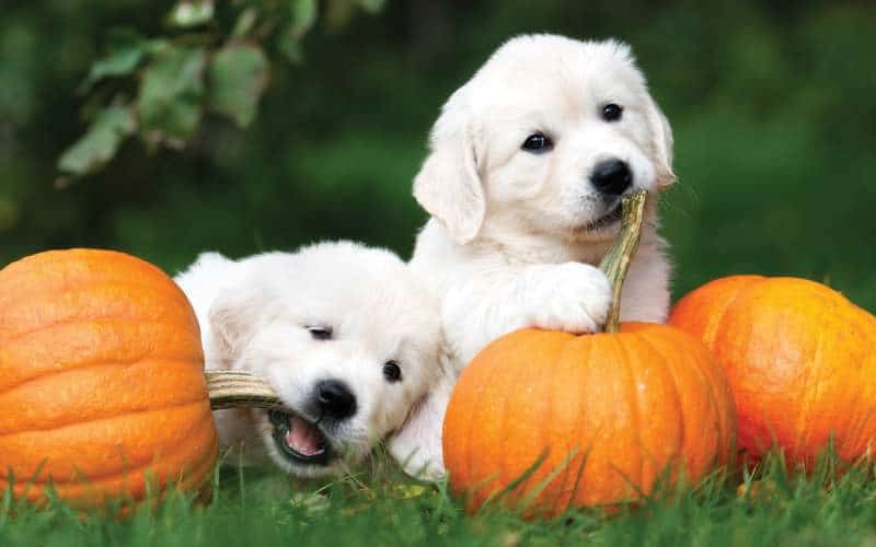 pups-in-the-park-event-dogs-pumpkin-patch-visit-murfreesboro-franklin-tn
