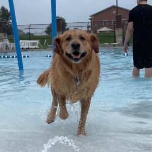 Bark ‘n Splash Bash Spring Hill Tennessee - Williamson County.