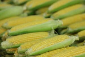 Corn-at-the-Franklin-Farmers-Market.