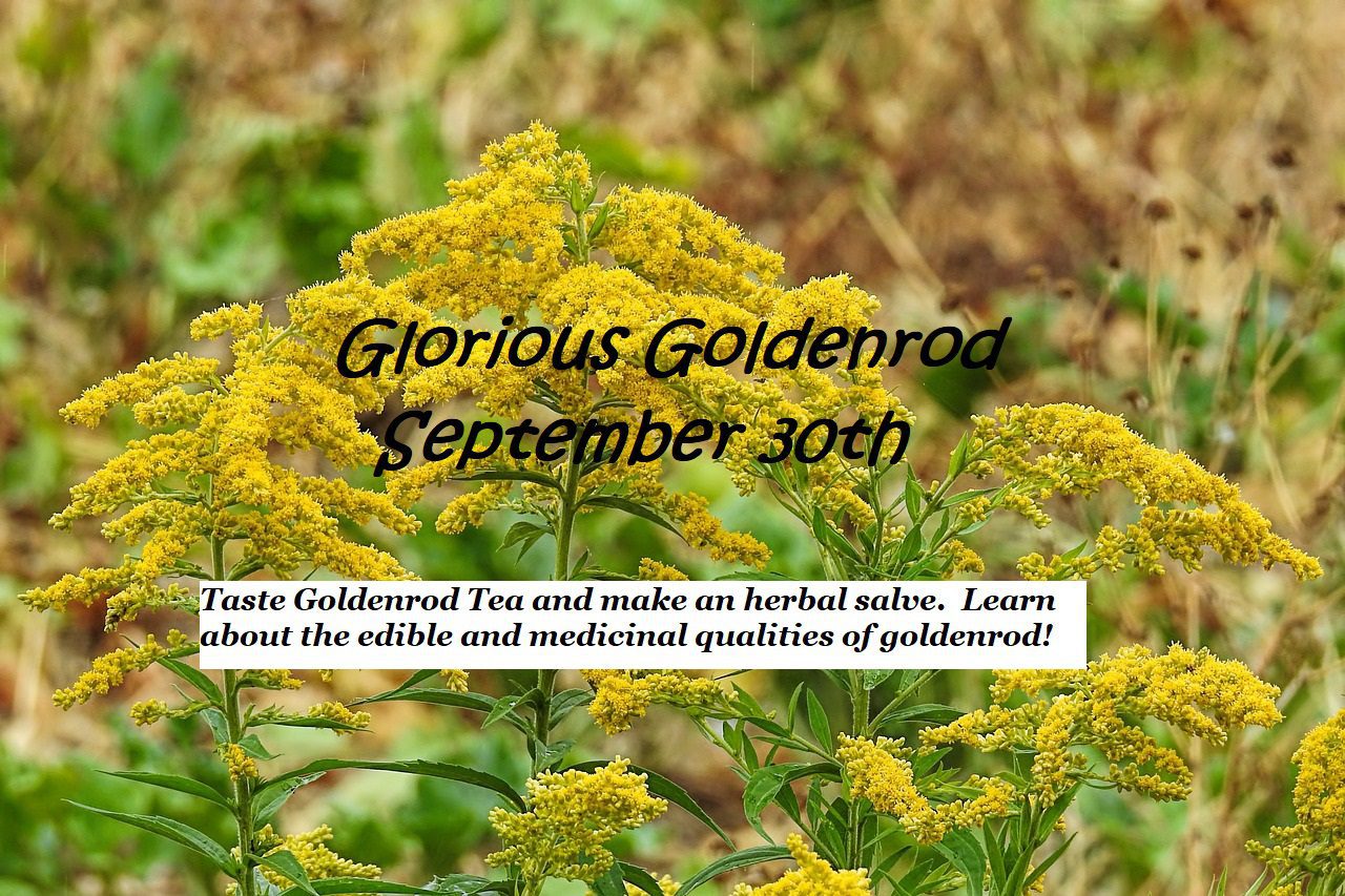 Glorious-Goldenrod-Class-in-Franklin_Stoney-Creek-Farm