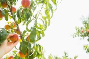 Morning Glory Orchard in Nolensville, TN_Peach Tree.