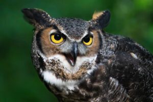 Owl-Day-Brentwood-TN_Owls-Hill_Great-Horned-Owl