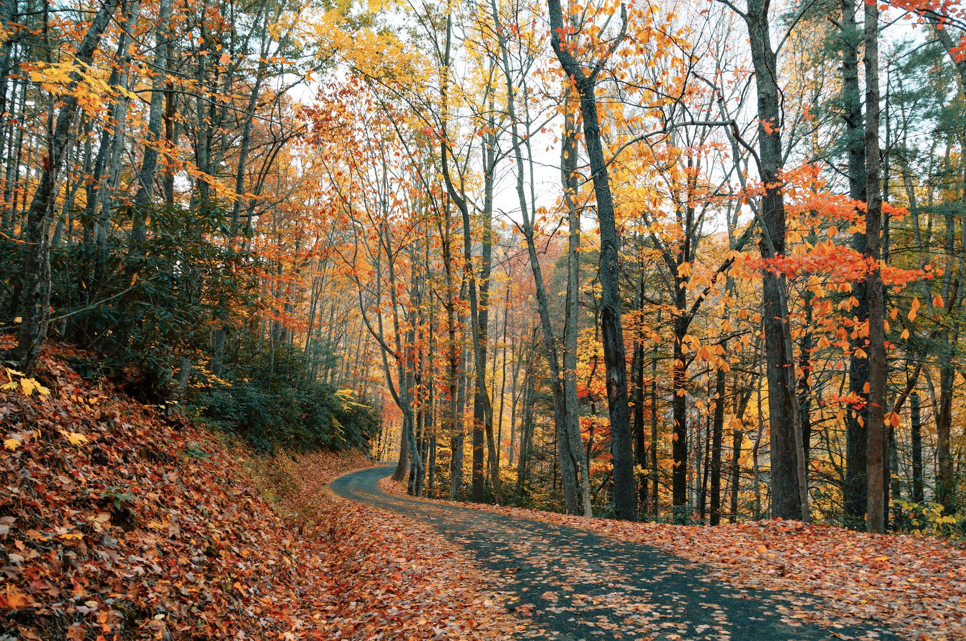 Scenic Drive in Franklin, Tennessee.