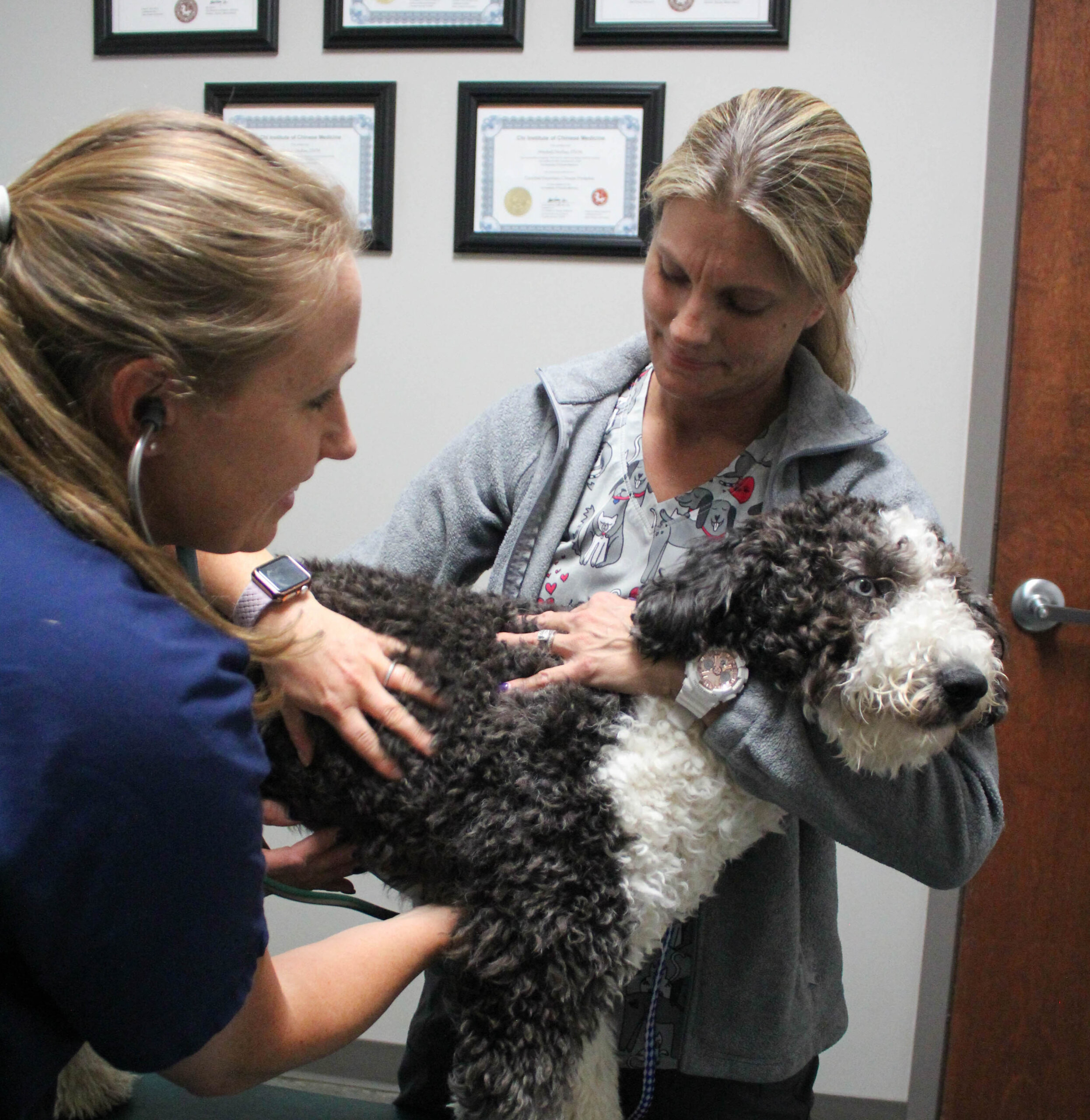 Cupola Animal Hospitals Franklin, Brentwood_Dr. Katie Heckel Examines Pet