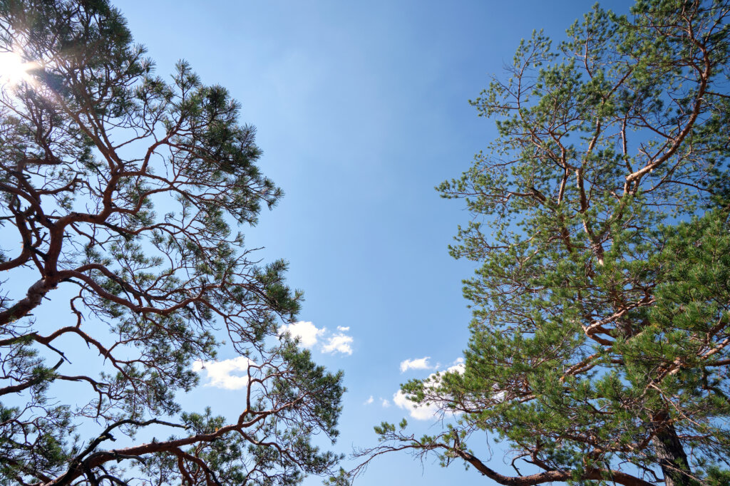 Arbor Day Brentwood, TN_Trees