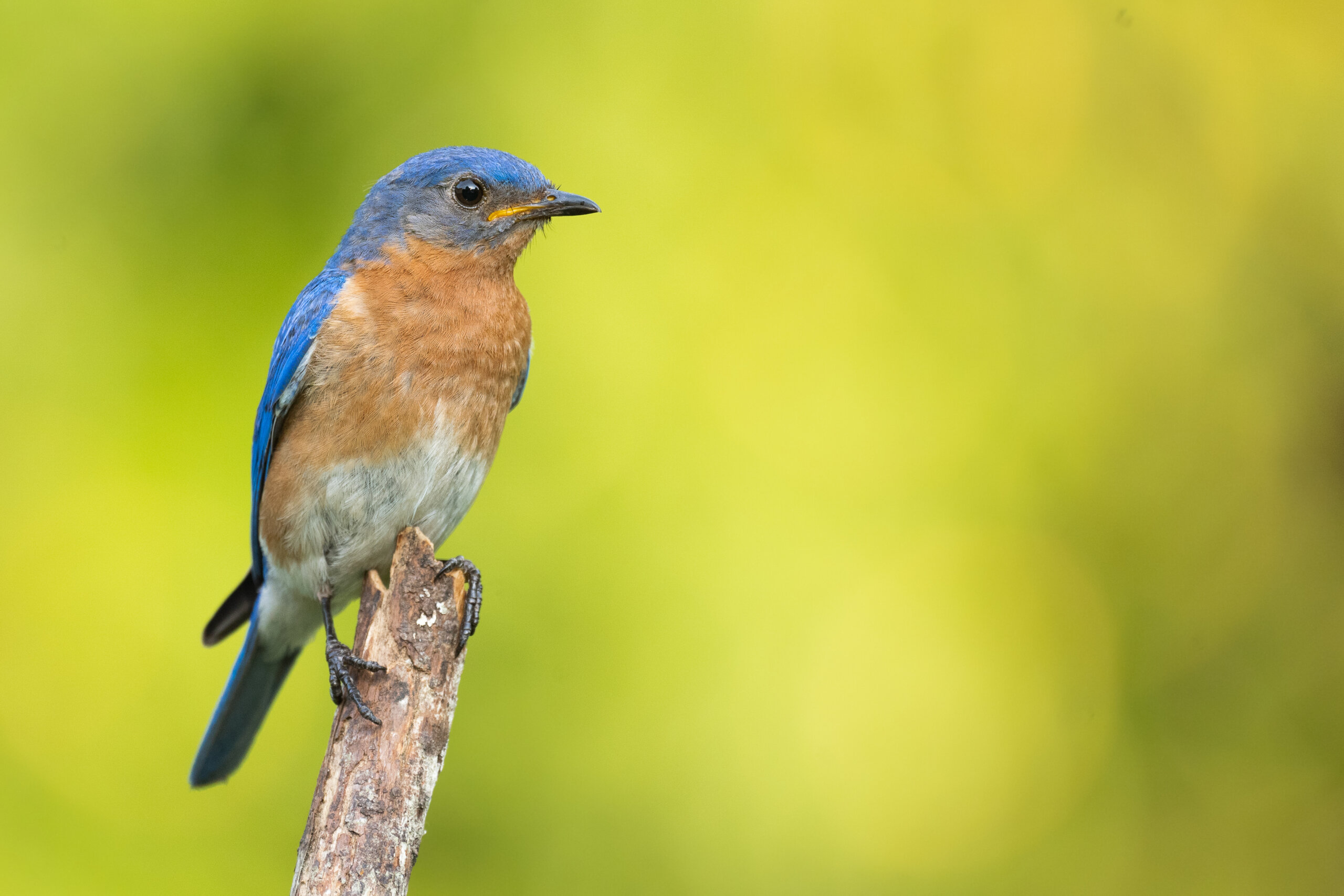 Wild-About-Bluebirds-Event-Brentwood-TN_Owls-HIll
