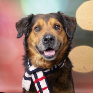 Williamson County Animal Center Franklin Dog Adoption Pet of the Week: Meet four-year old Appa, a gentle giant (80+ lbs.) 