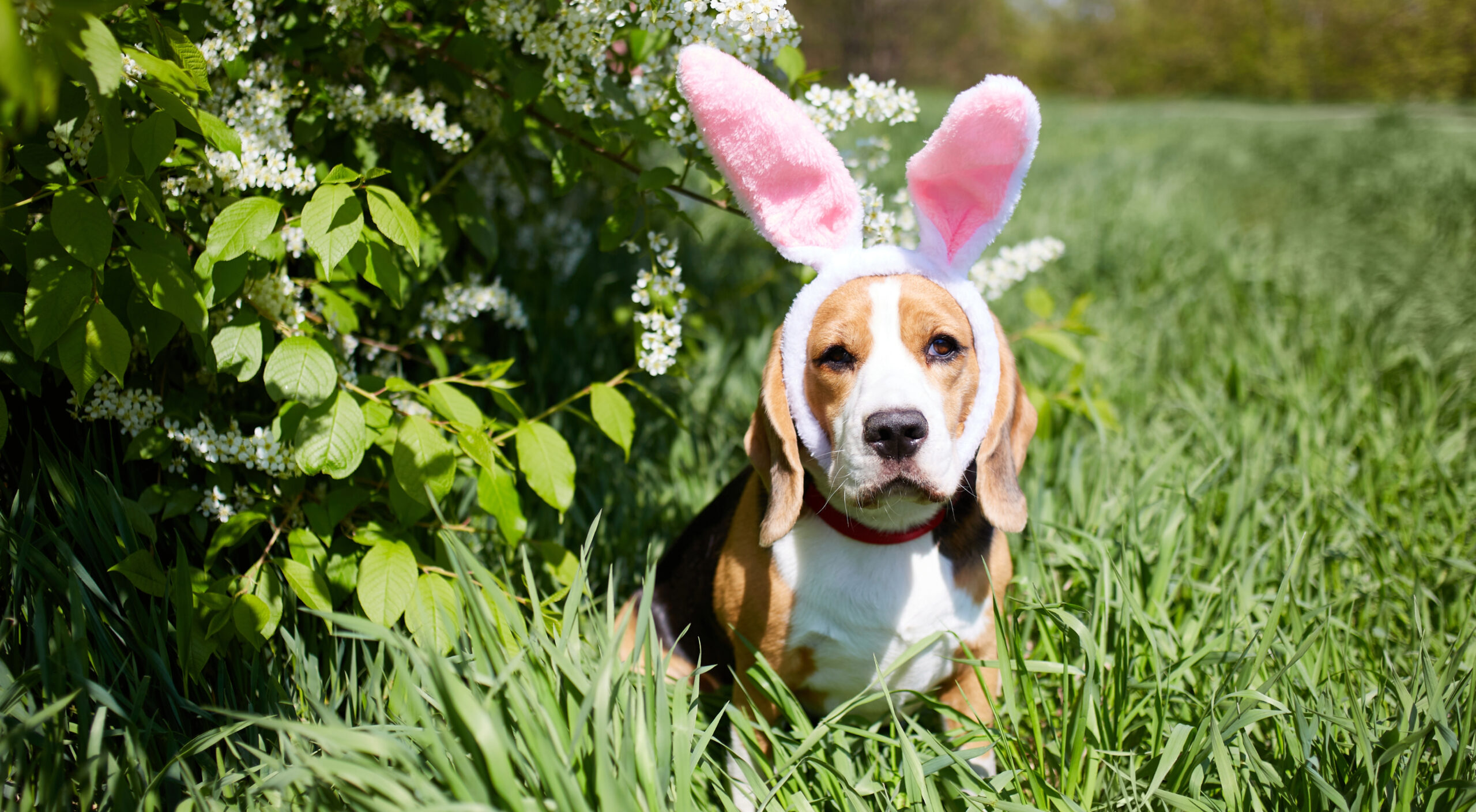 Beagle dog sitting in grass with bunny ears.