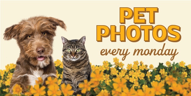 Pet Photos with the Easter Bunny in Franklin, TN, at the CoolSprings Galleria.