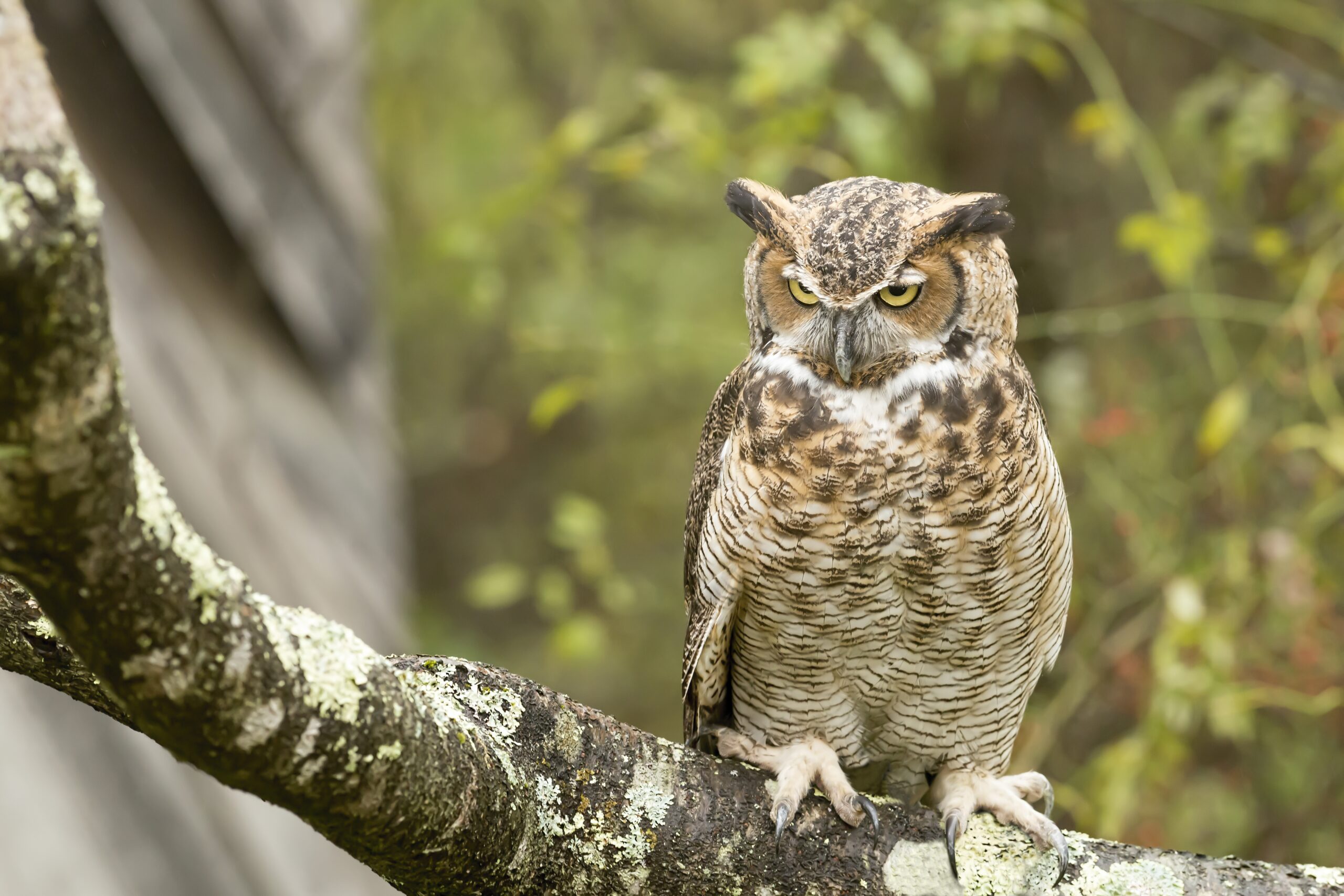 Wild-About-Raptors-Brentwood-Event_Owls-HIll_Great-Horned-Owl