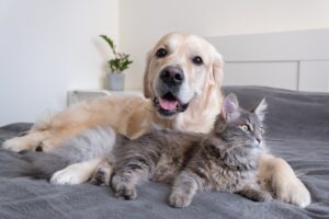 Dog and cat lie together.