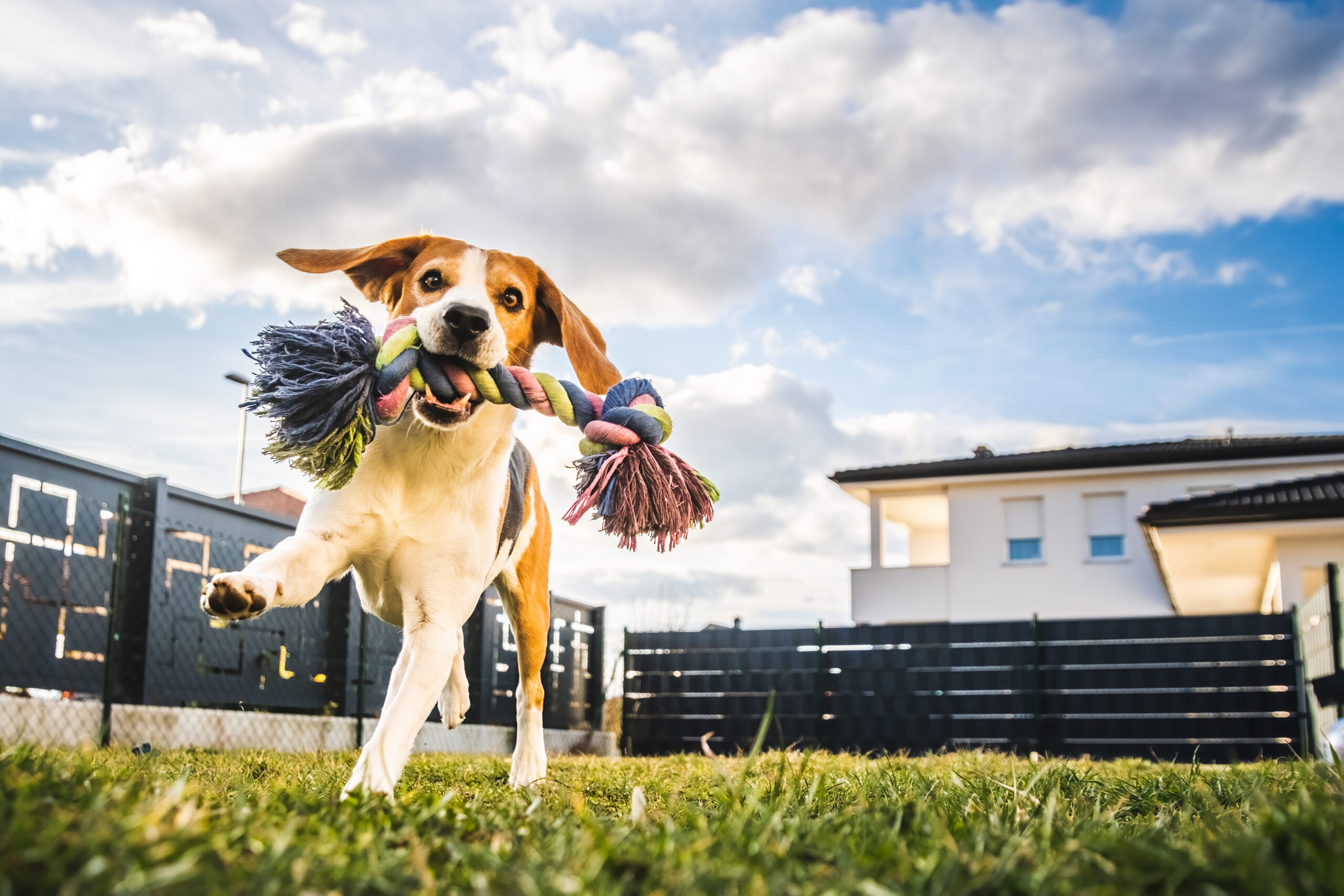 Happy dog running with a toy at a doggie daycare in Franklin, Tennessee.