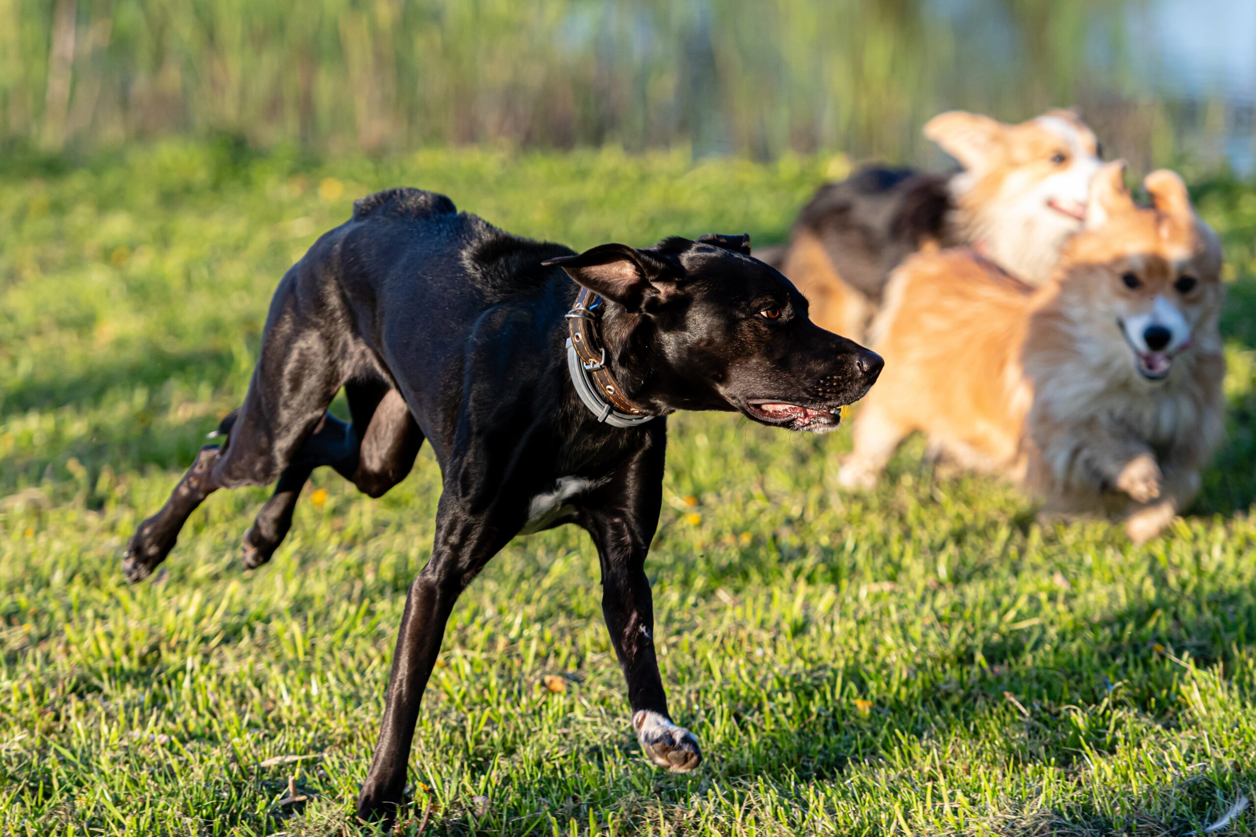 Dogs running in grass while boarding in Franklin, Tennessee. 