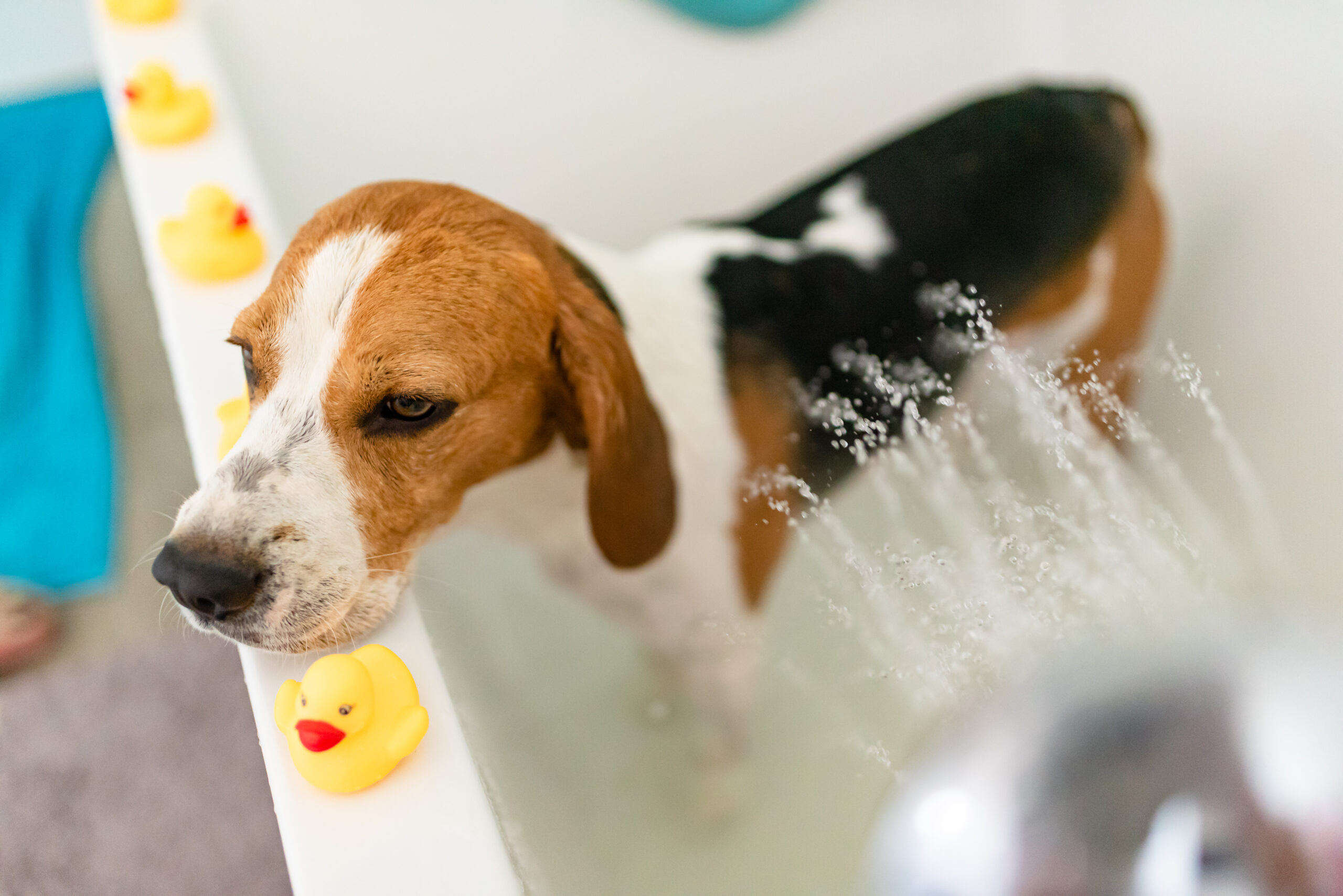 Dog in bathtub with rubber duckies at a dog grooming facility in Franklin, Tennessee.