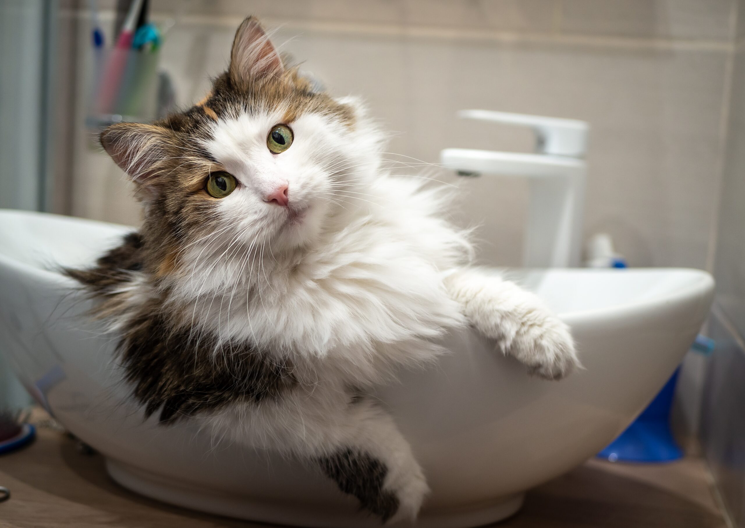 Cat in a small tub for grooming in Brentwood, TN.