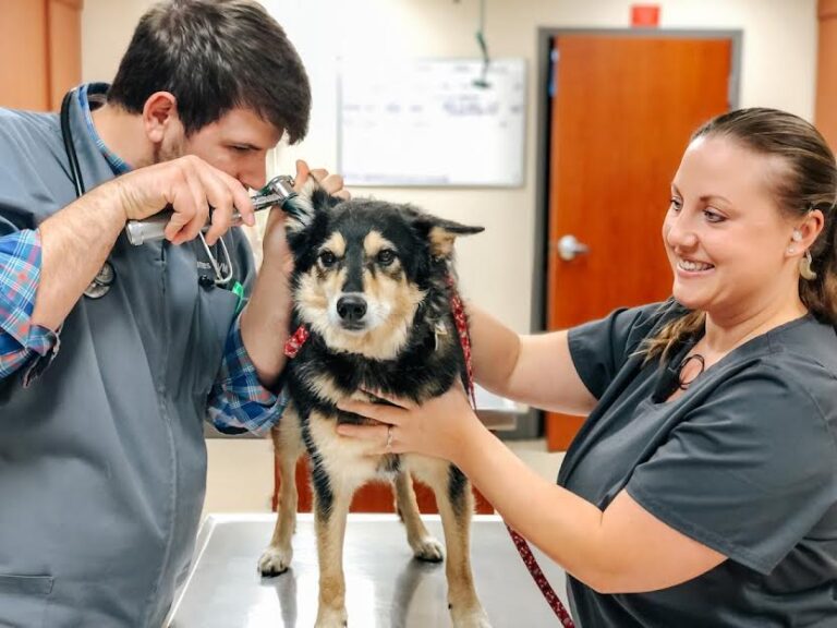 Williamson County Animal Hospital