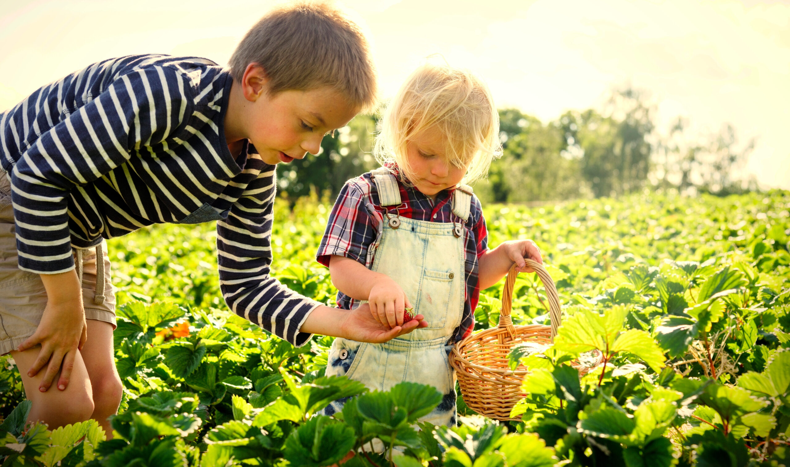 Children picking strawberries in Williamson County, Tennessee.