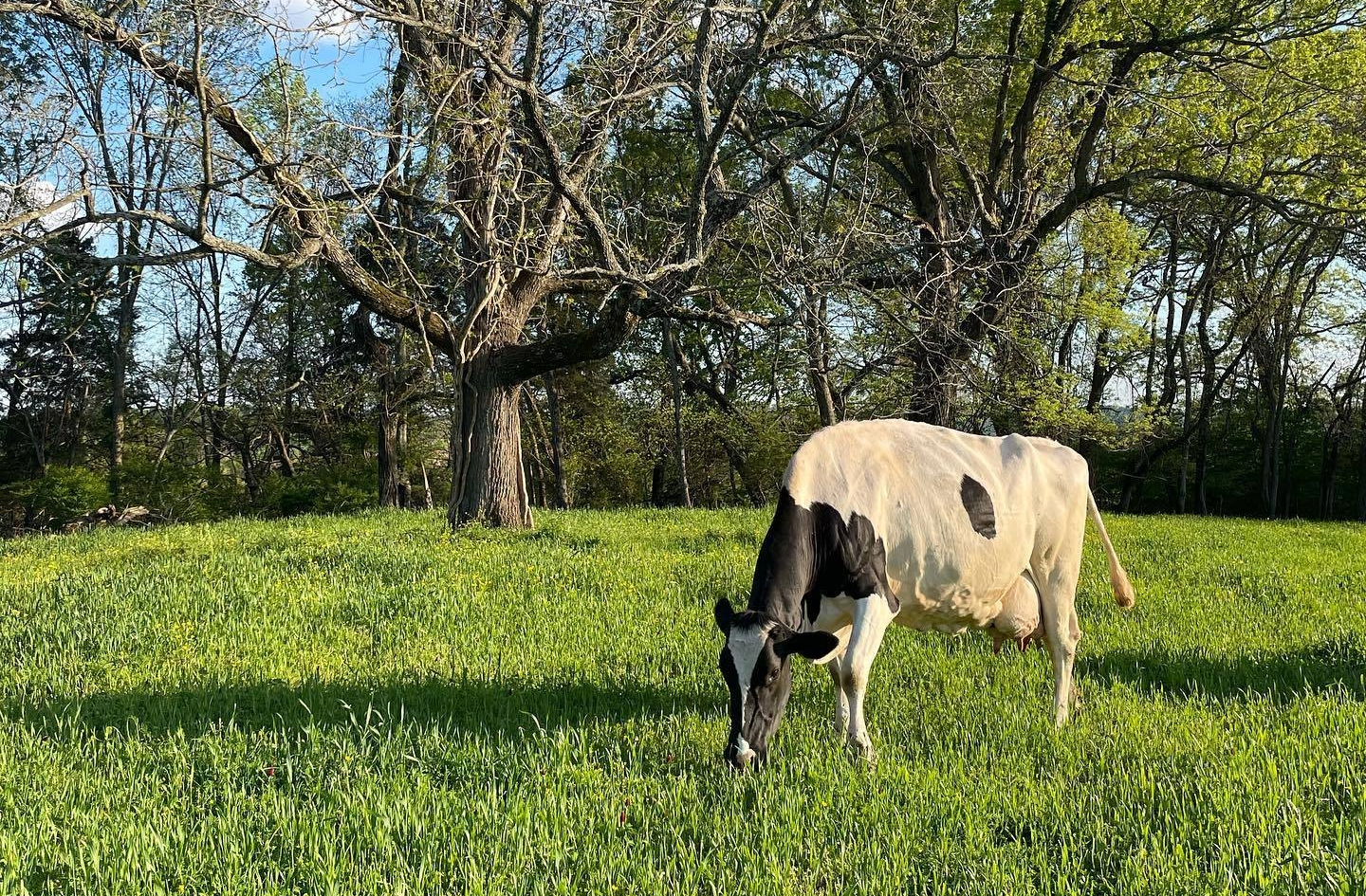 Hatcher Family Dairy in College Grove, TN, cow grazing in the pasture.
