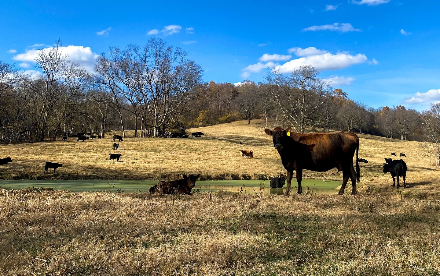 Cows at Old Stone Creamery in Spring Hill, Tennessee.