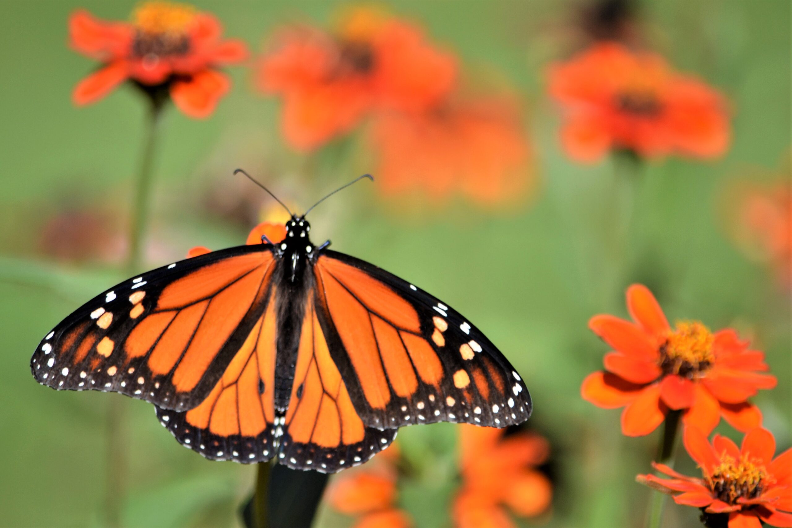 Tennessee Butterfly Experience at Lucky Ladd Farms.